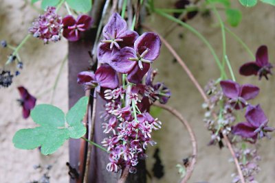 Akebia quinata - akebie pětičetná - květenství a list